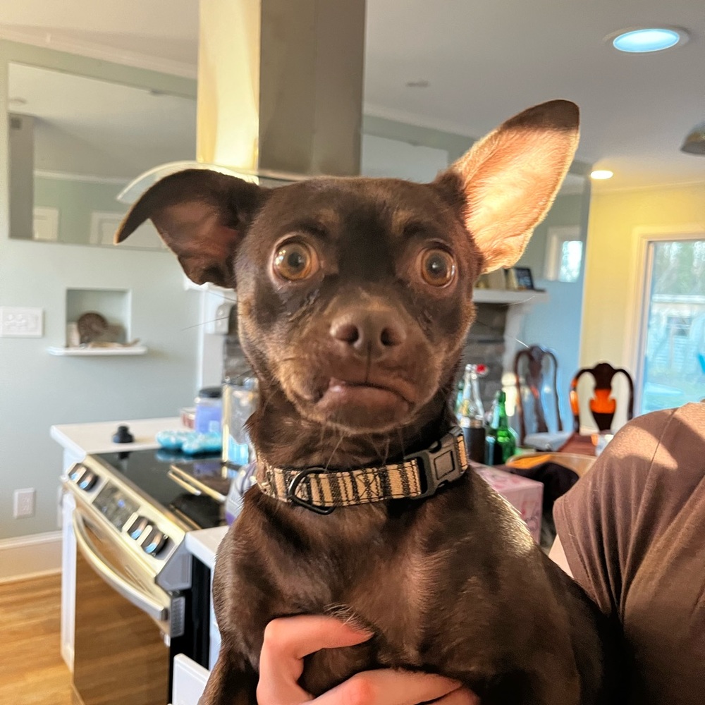 Meet your Posher, Ana